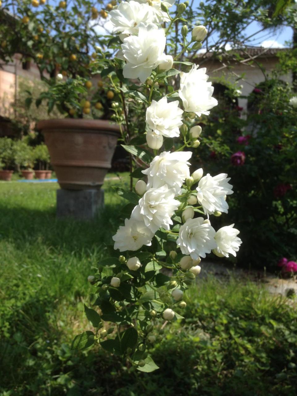 Bed and Breakfast Antica Scuderia Buttrio Exterior foto